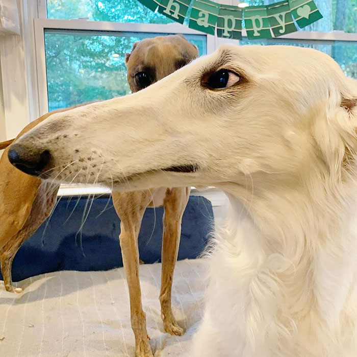 Very long dog with a 12.2-inch snout, standing indoors near a window. Very long dog with a 12.2-inch snout, standing indoors near a window.