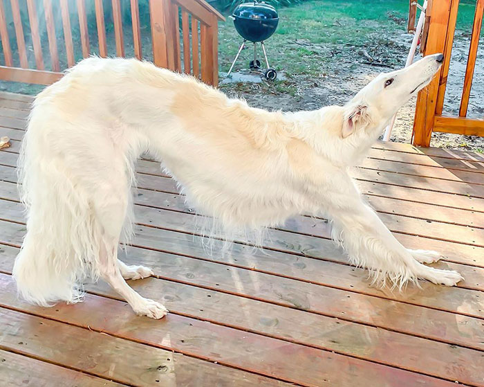 Long dog stretching on a wooden deck, showcasing its impressive 12.2-inch snout.