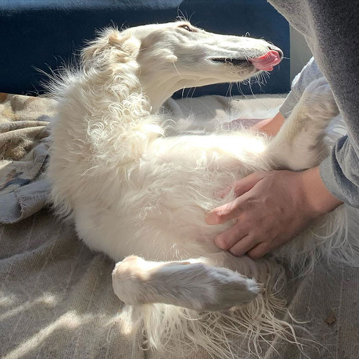 A fluffy long dog with a notably long snout is being playfully petted while lying on its back.
