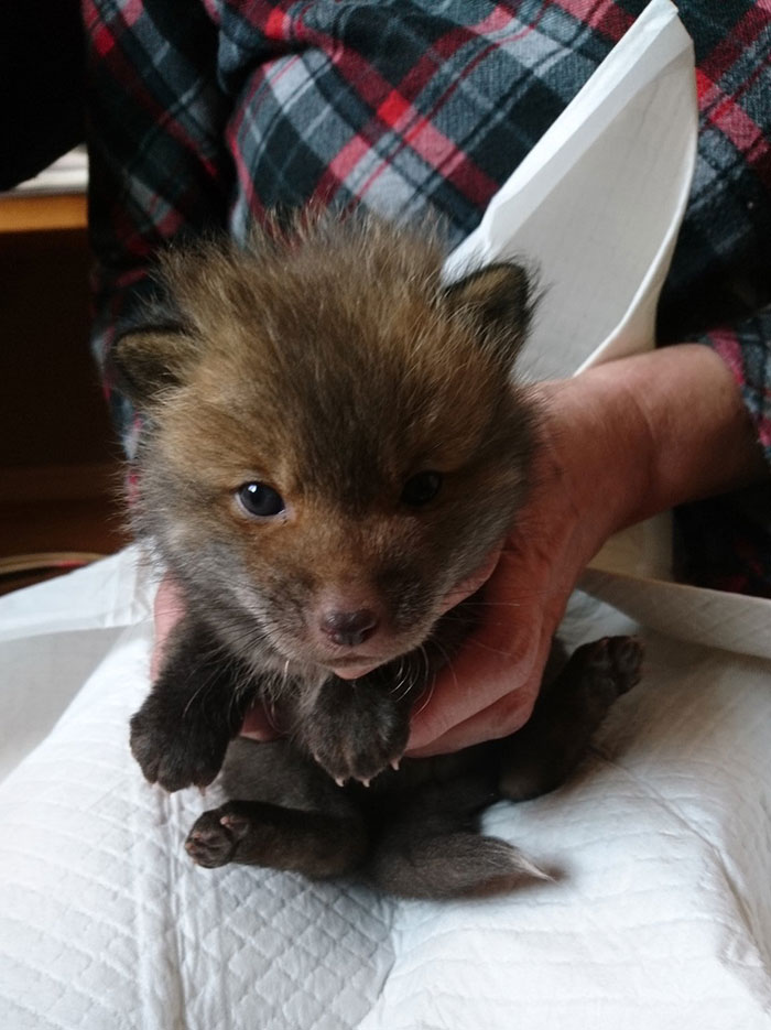 Japanese Man Goes To Social Media To Search For The Owners Of The "Puppy" He Found, Finds Out It's Not A Puppy After All Japanese Man Goes To Social Media To Search For The Owners Of The "Puppy" He Found, Finds Out It's Not A Puppy After All