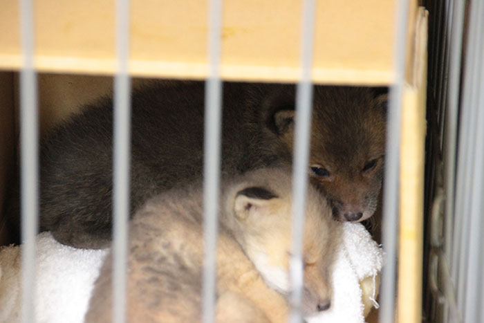 Japanese Man Goes To Social Media To Search For The Owners Of The "Puppy" He Found, Finds Out It's Not A Puppy After All Japanese Man Goes To Social Media To Search For The Owners Of The "Puppy" He Found, Finds Out It's Not A Puppy After All