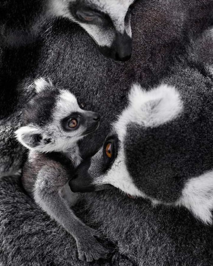 15 Years I Photographed Motherly Love Across The Animal Kingdom