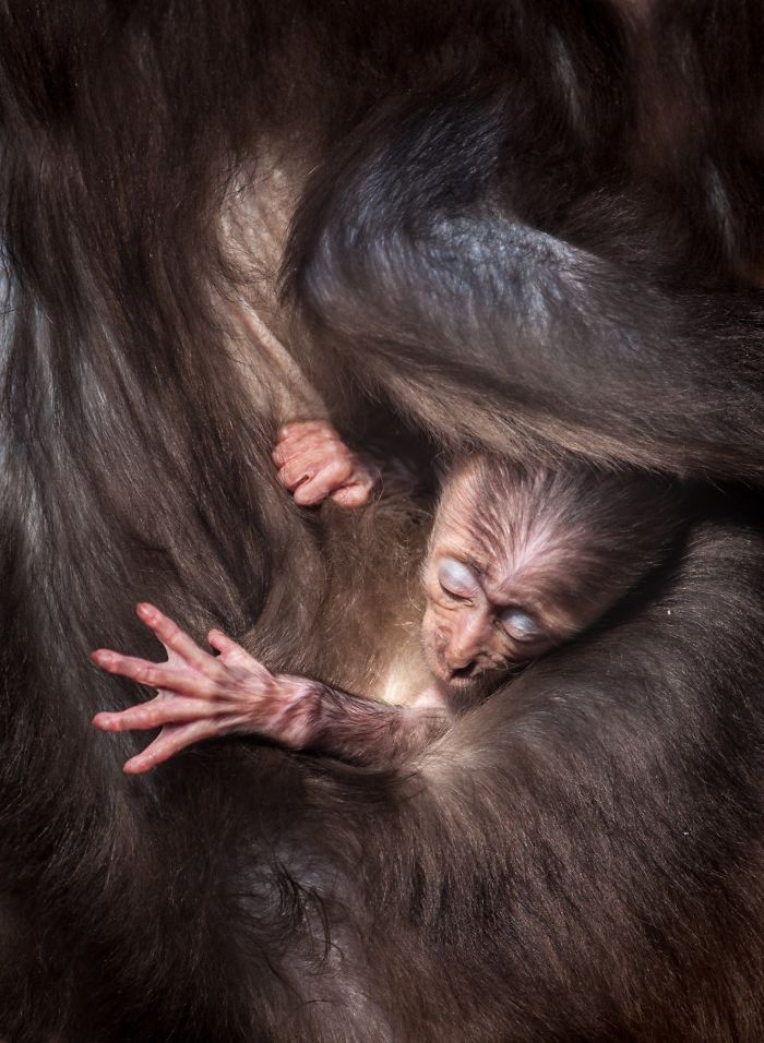 15 Years I Photographed Motherly Love Across The Animal Kingdom