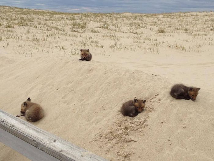 Serious Cute! 4 Baby Foxes Snuggling On The Beach