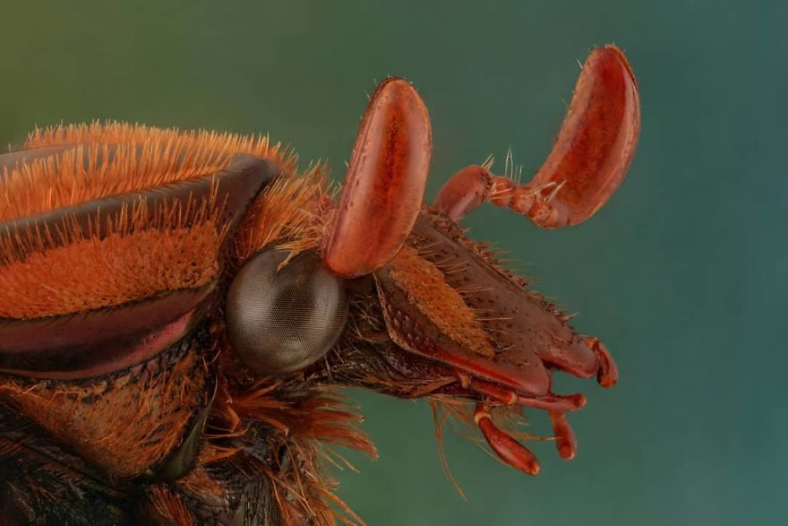 Coilodera Kalimantanica