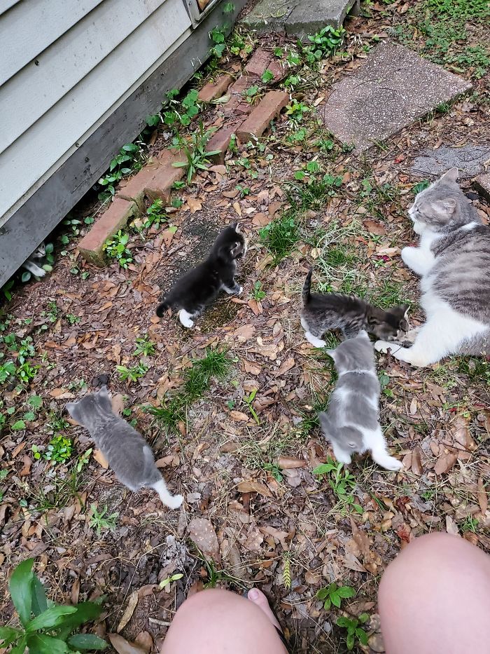 Stray Cat Brings The Woman Who’s Been Feeding Her For A Couple Of Days To Meet Her Babies Stray Cat Brings The Woman Who’s Been Feeding Her For A Couple Of Days To Meet Her Babies