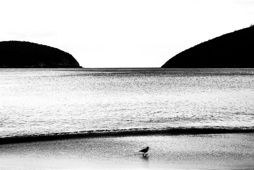 8th Place, Birds. Walk Along The Beach By Karsten Mosebach