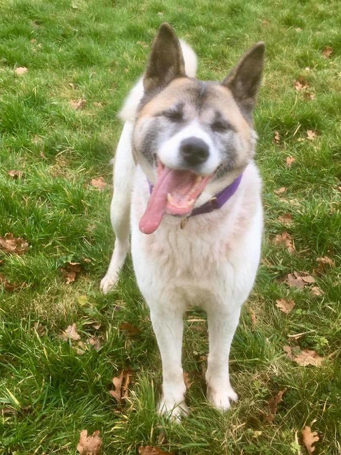 Dog Owner Searches For A Replacement Dog But Instead Finds His Lost Dog Who Was Stolen A Year Ago