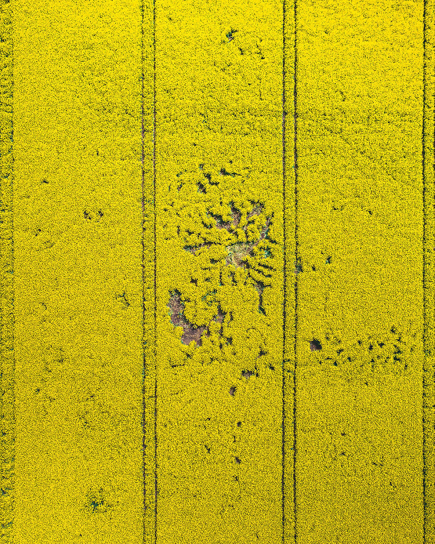 Rapeseed Field ( Poland)