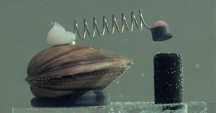 Someone Explains How Poland Uses Clams To Control Its Water Supply And It's Pretty Crazy