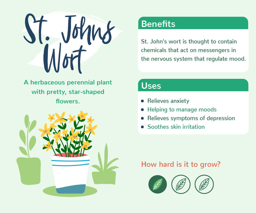 8 House Plants With Health Benefits You Might Not Know About