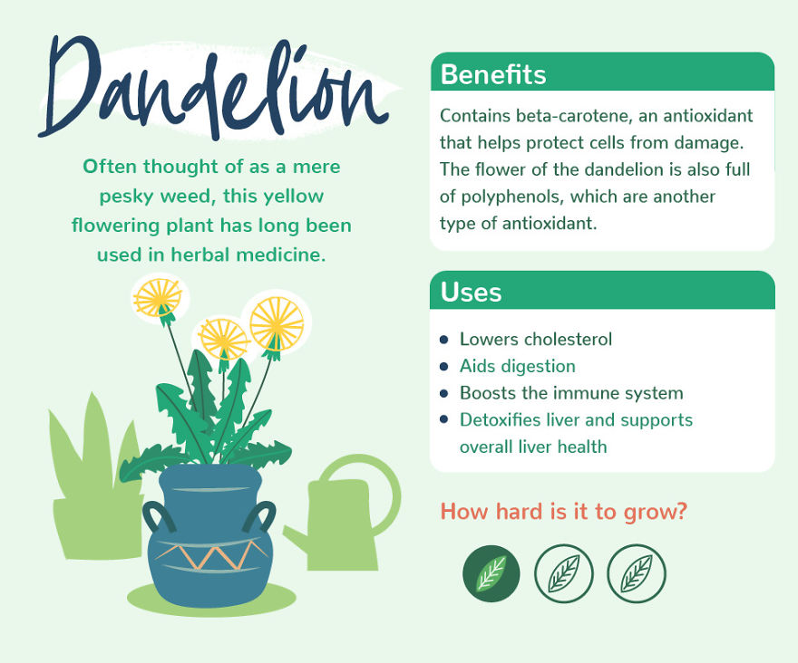 8 House Plants With Health Benefits You Might Not Know About 8 House Plants With Health Benefits You Might Not Know About