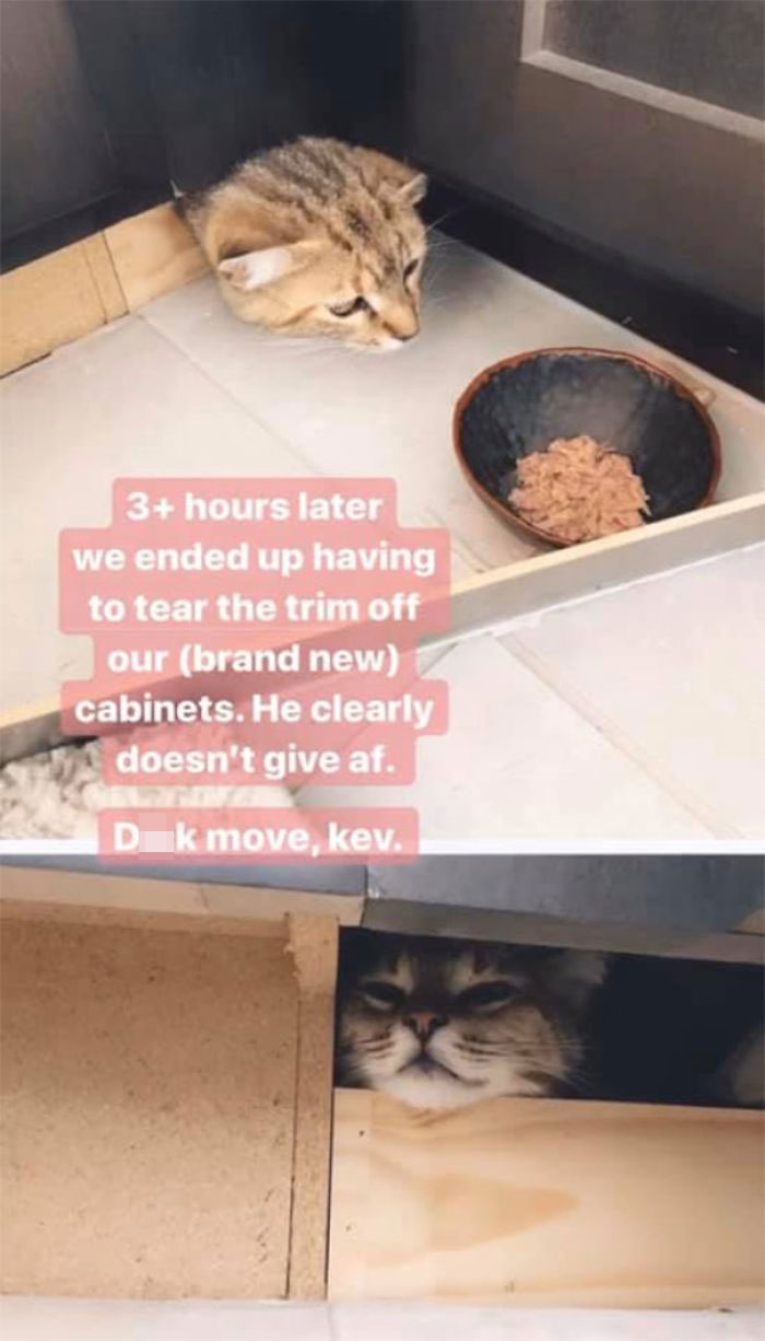 Woman Hilariously Documents Her Attempt To Take Care Of The Cat Who Wouldn't Stop Visiting Her Woman Hilariously Documents Her Attempt To Take Care Of The Cat Who Wouldn't Stop Visiting Her