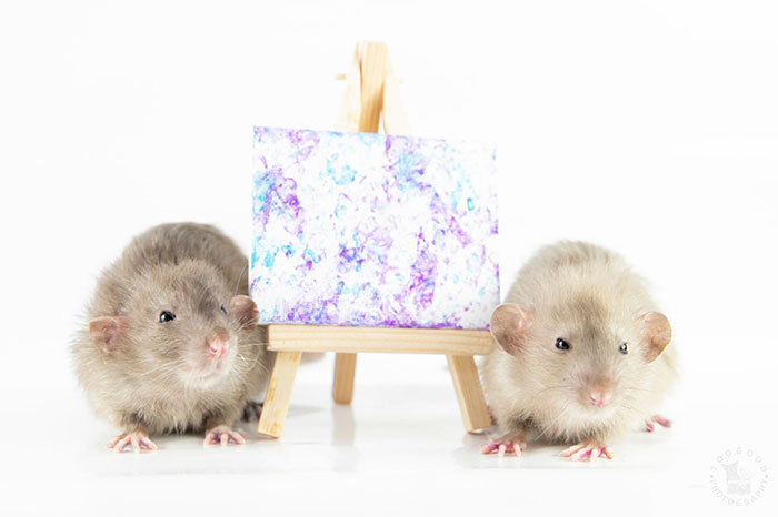 These Adorable Rats Create Miniature Paintings And Their Work Is Sold Out These Adorable Rats Create Miniature Paintings And Their Work Is Sold Out