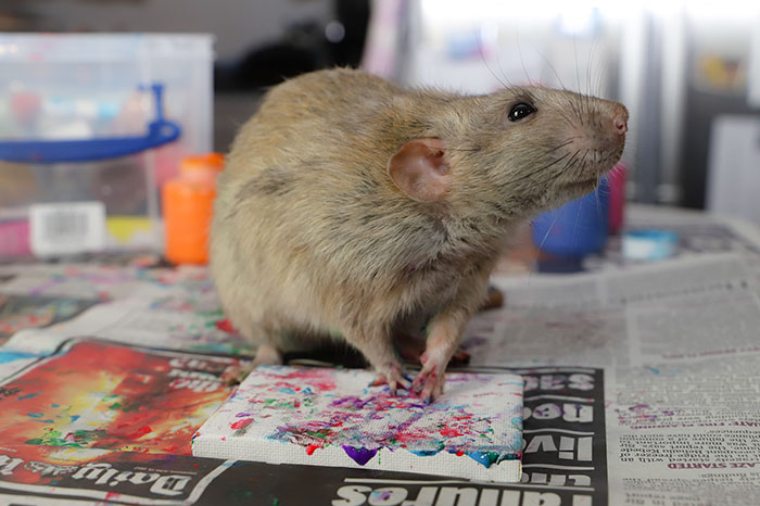 These Adorable Rats Create Miniature Paintings And Their Work Is Sold Out These Adorable Rats Create Miniature Paintings And Their Work Is Sold Out