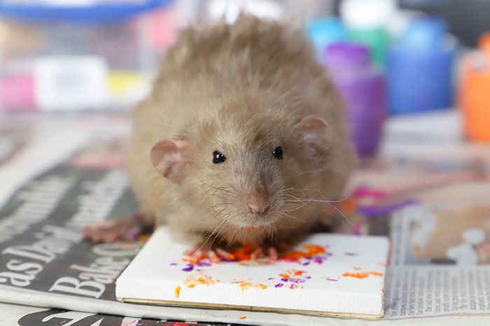 These Adorable Rats Create Miniature Paintings And Their Work Is Sold Out