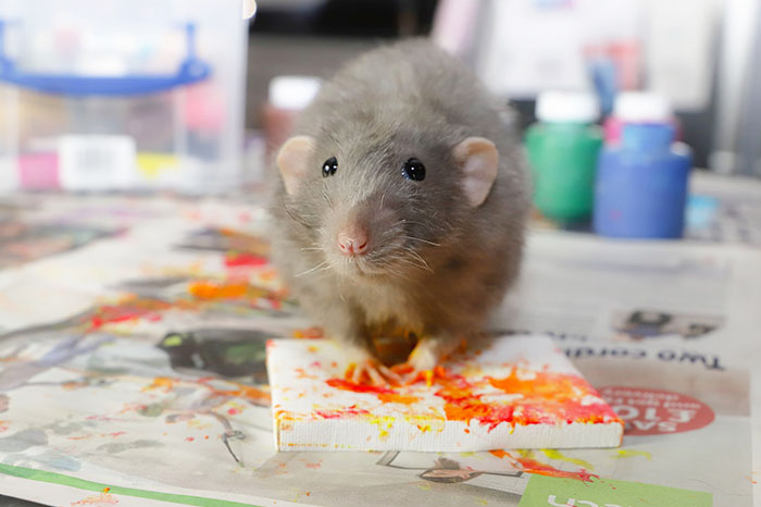 These Adorable Rats Create Miniature Paintings And Their Work Is Sold Out These Adorable Rats Create Miniature Paintings And Their Work Is Sold Out