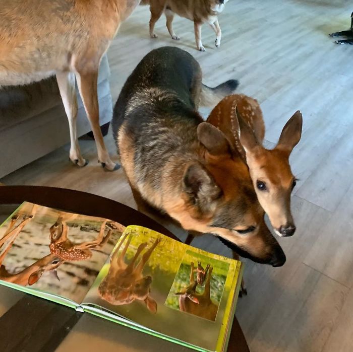 Kind-Hearted Dog Surprises Owner By Comforting The Orphaned Fawns She Rescues