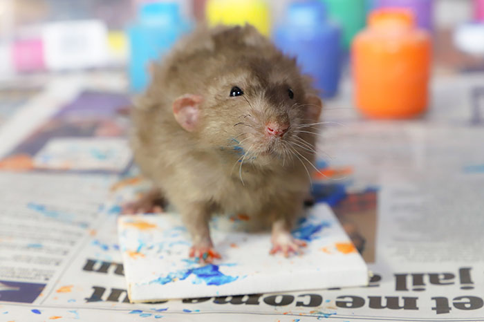 These Adorable Rats Create Miniature Paintings And Their Work Is Sold Out These Adorable Rats Create Miniature Paintings And Their Work Is Sold Out