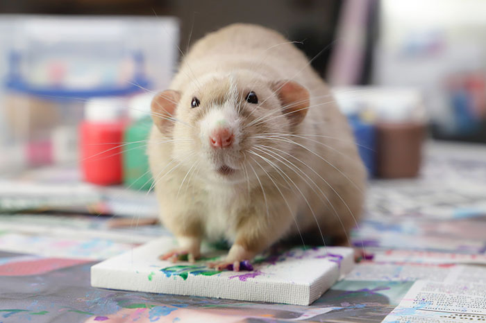 These Adorable Rats Create Miniature Paintings And Their Work Is Sold Out These Adorable Rats Create Miniature Paintings And Their Work Is Sold Out