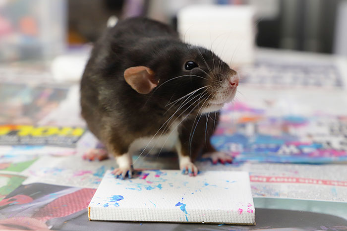 These Adorable Rats Create Miniature Paintings And Their Work Is Sold Out These Adorable Rats Create Miniature Paintings And Their Work Is Sold Out