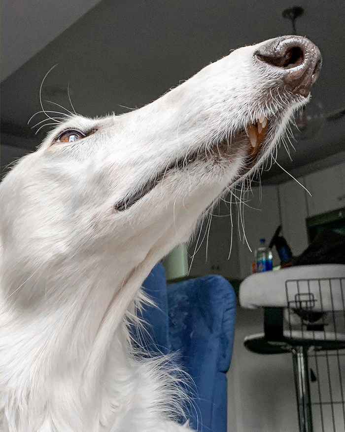 Very long dog with an impressive 12.2-inch snout, captured in a home setting. Very long dog with an impressive 12.2-inch snout, captured in a home setting.
