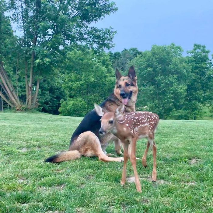 Kind-Hearted Dog Surprises Owner By Comforting The Orphaned Fawns She Rescues