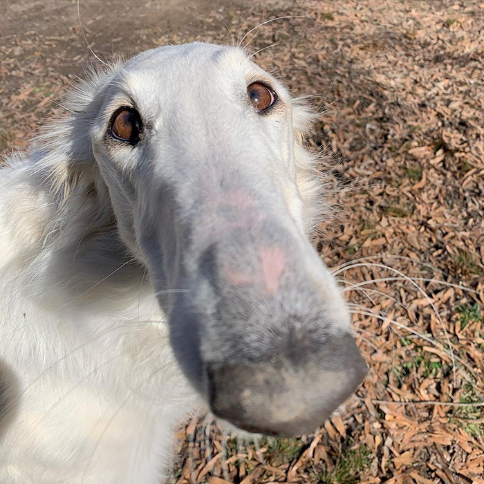 Very long dog with an exceptionally long snout outdoors on a sunny day. Very long dog with an exceptionally long snout outdoors on a sunny day.