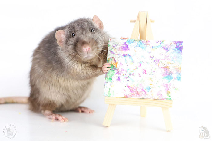 These Adorable Rats Create Miniature Paintings And Their Work Is Sold Out These Adorable Rats Create Miniature Paintings And Their Work Is Sold Out