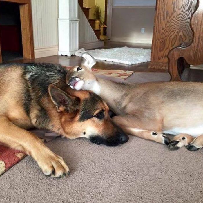 Kind-Hearted Dog Surprises Owner By Comforting The Orphaned Fawns She Rescues