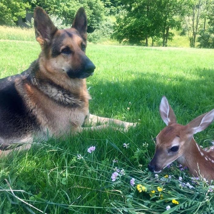 Kind-Hearted Dog Surprises Owner By Comforting The Orphaned Fawns She Rescues