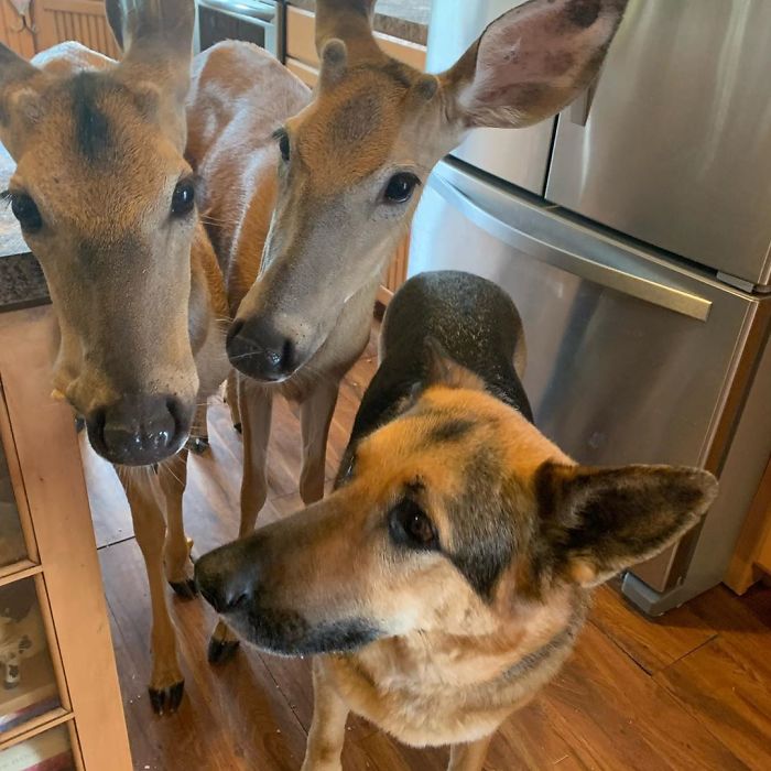 Kind-Hearted Dog Surprises Owner By Comforting The Orphaned Fawns She Rescues