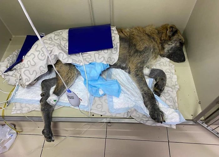 People Find A Dog Left For Dead By Breeders With Her Uterus Hanging Out People Find A Dog Left For Dead By Breeders With Her Uterus Hanging Out