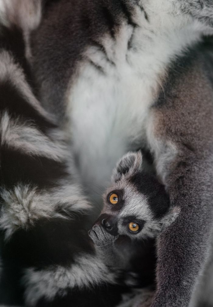 15 Years I Photographed Motherly Love Across The Animal Kingdom