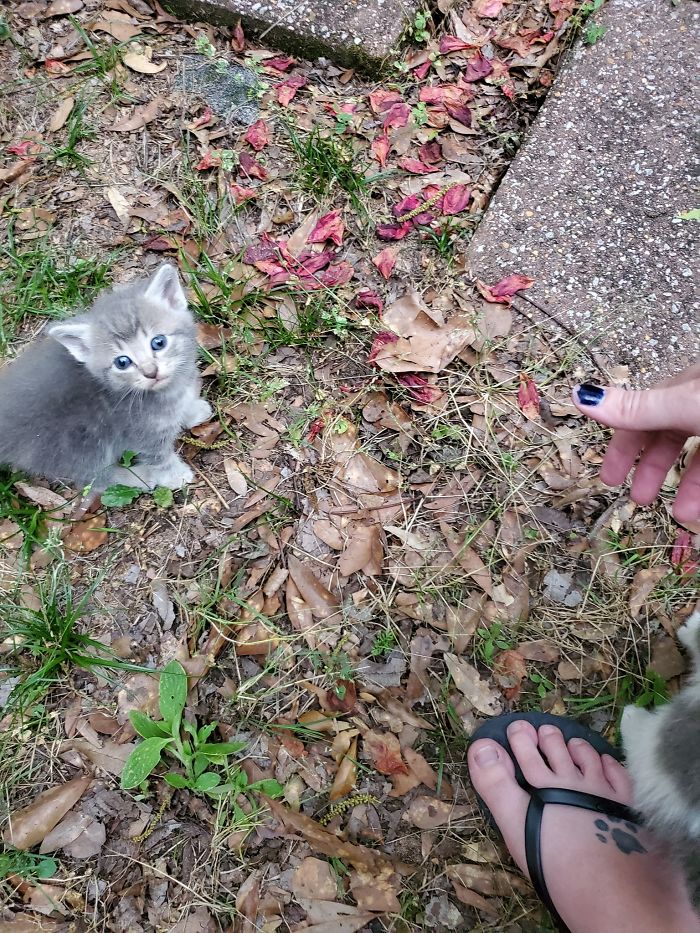 Stray Cat Brings The Woman Who’s Been Feeding Her For A Couple Of Days To Meet Her Babies Stray Cat Brings The Woman Who’s Been Feeding Her For A Couple Of Days To Meet Her Babies