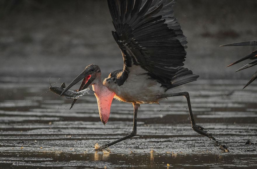 9th Place, Birds. Jealousy About Foods By Jenns Cullmann