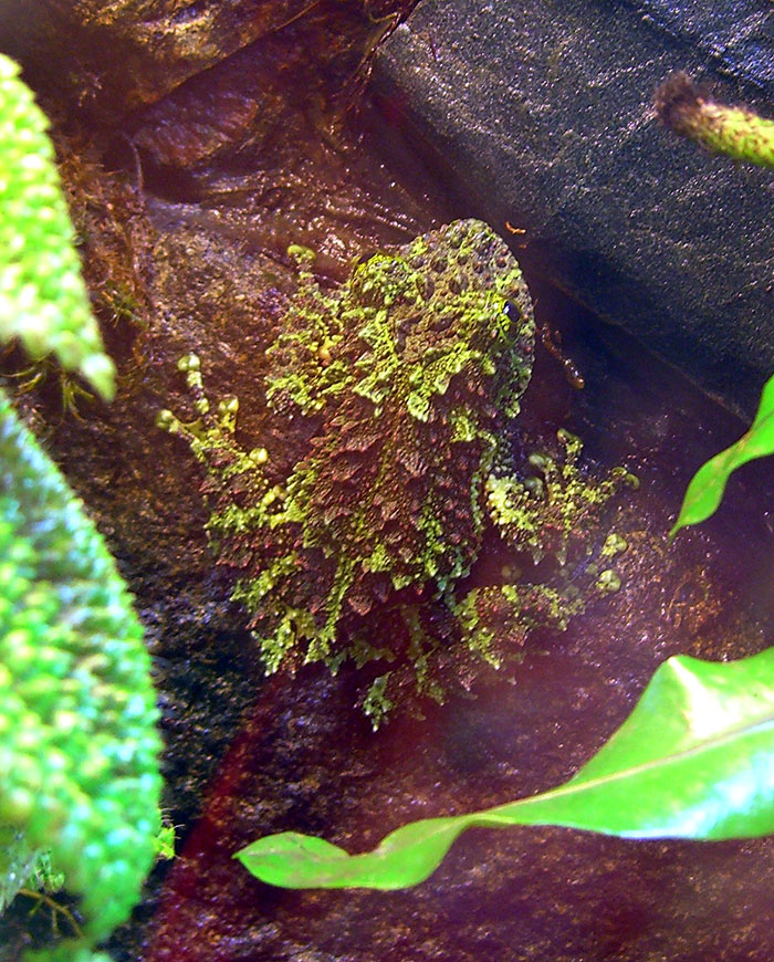 Vietnamese Mossy Frog