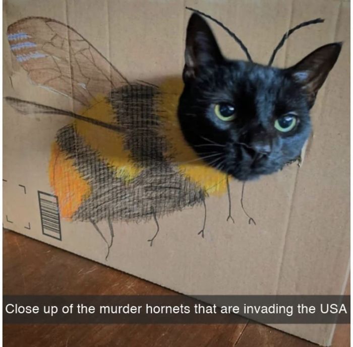 Coronavirus-Jokes-Quarantine