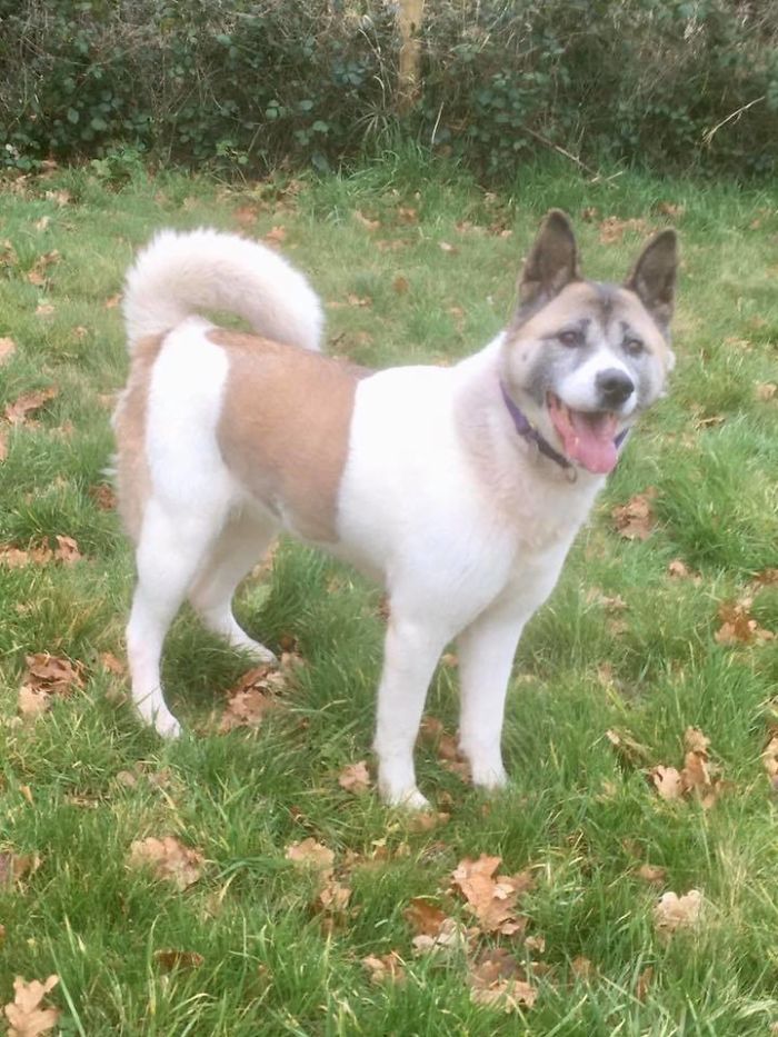 Dog Owner Searches For A Replacement Dog But Instead Finds His Lost Dog Who Was Stolen A Year Ago Dog Owner Searches For A Replacement Dog But Instead Finds His Lost Dog Who Was Stolen A Year Ago