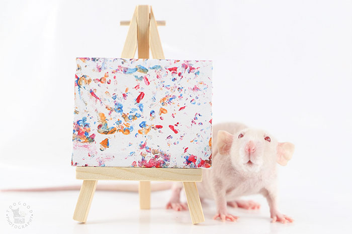 These Adorable Rats Create Miniature Paintings And Their Work Is Sold Out These Adorable Rats Create Miniature Paintings And Their Work Is Sold Out
