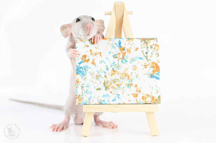These Adorable Rats Create Miniature Paintings And Their Work Is Sold Out These Adorable Rats Create Miniature Paintings And Their Work Is Sold Out