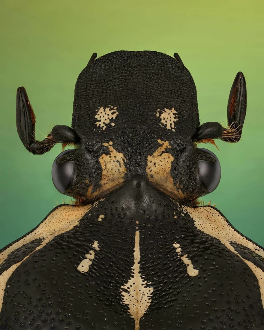 Goliathus Orientalis