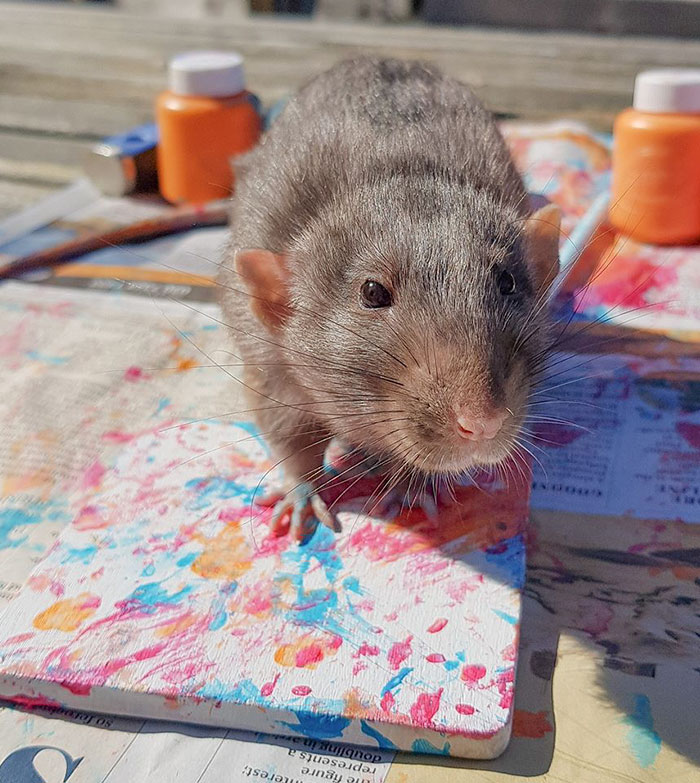 These Adorable Rats Create Miniature Paintings And Their Work Is Sold Out