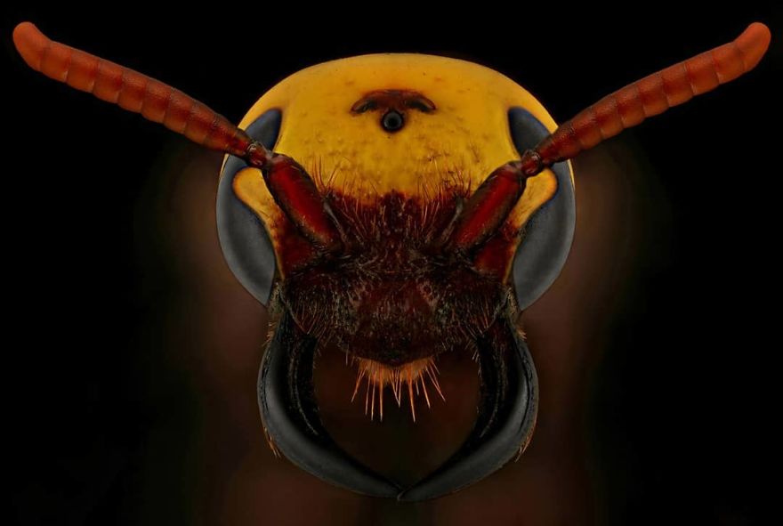 Mammoth Wasp