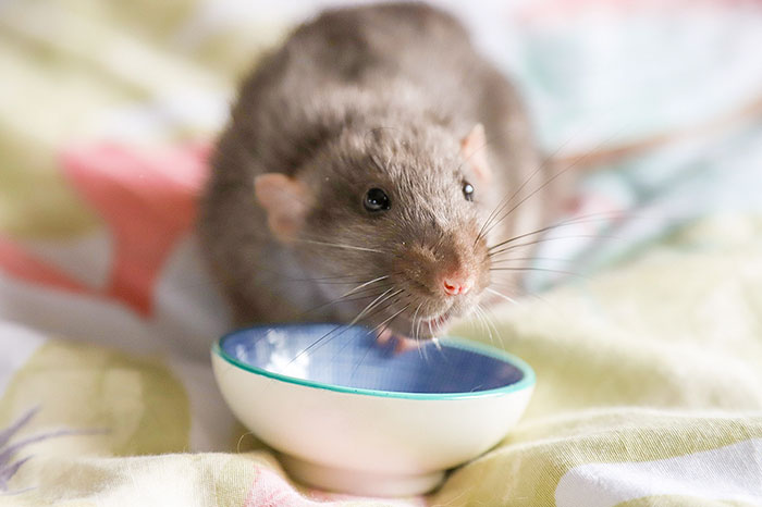 These Adorable Rats Create Miniature Paintings And Their Work Is Sold Out