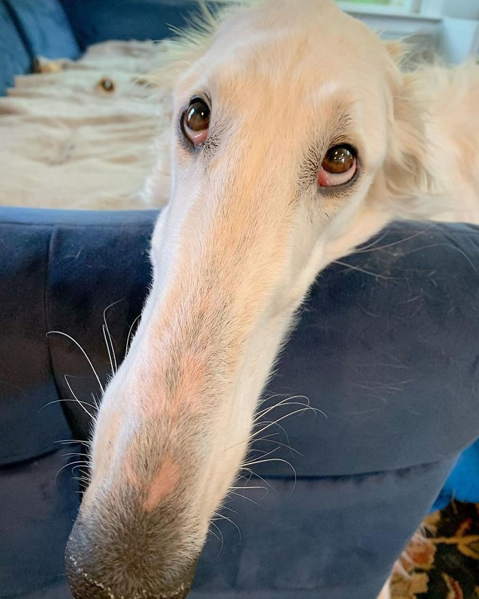 Long-snouted dog resting on a blue couch, showcasing its notably elongated snout. Long-snouted dog resting on a blue couch, showcasing its notably elongated snout.