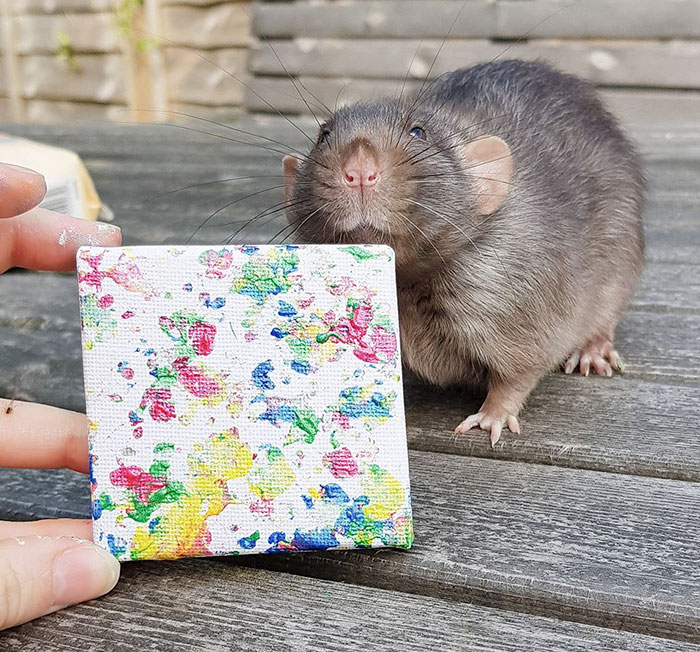 These Adorable Rats Create Miniature Paintings And Their Work Is Sold Out