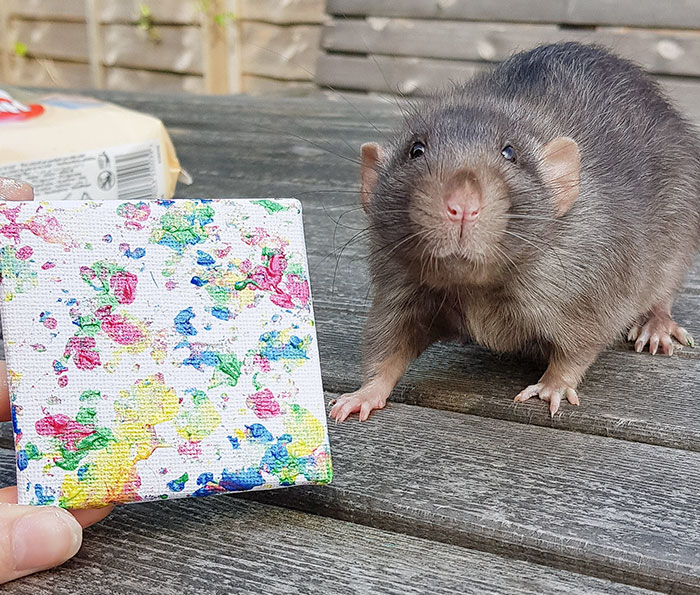 These Adorable Rats Create Miniature Paintings And Their Work Is Sold Out These Adorable Rats Create Miniature Paintings And Their Work Is Sold Out
