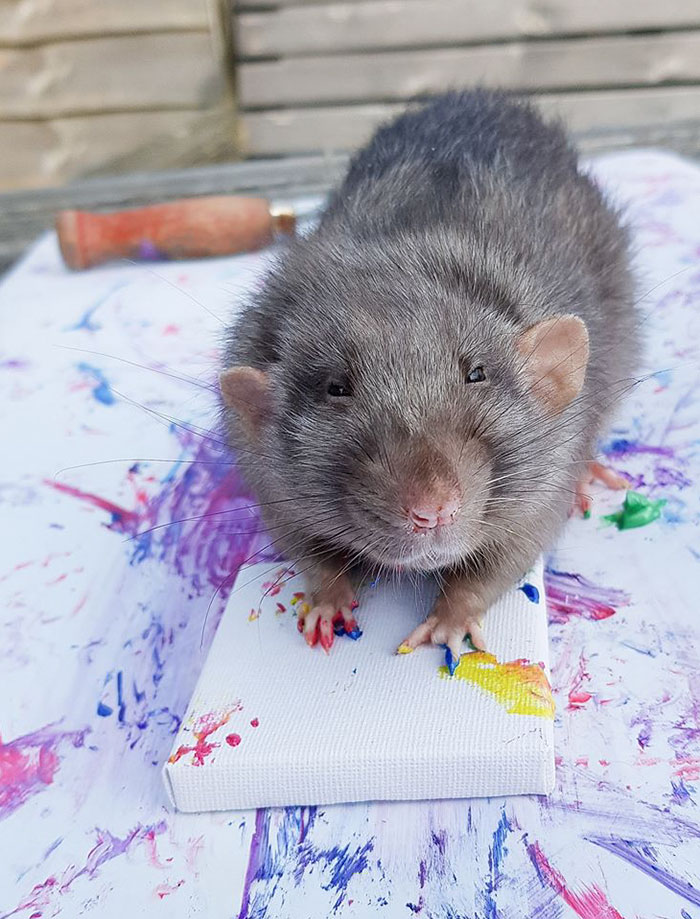 These Adorable Rats Create Miniature Paintings And Their Work Is Sold Out These Adorable Rats Create Miniature Paintings And Their Work Is Sold Out