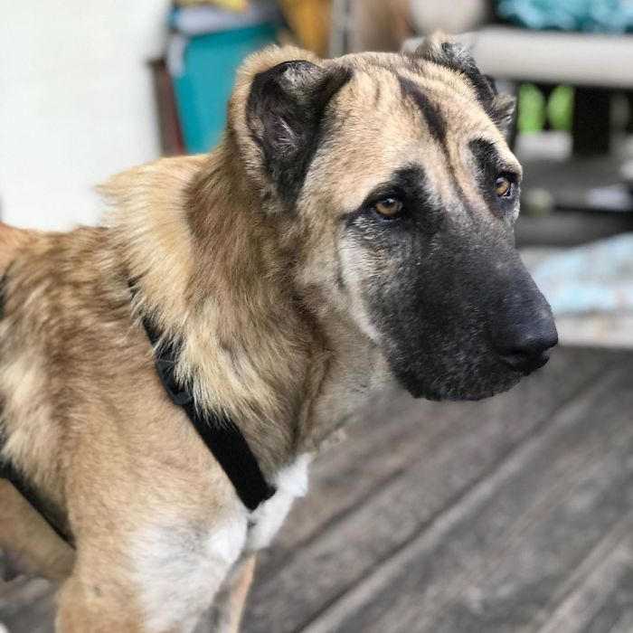 People Find A Dog Left For Dead By Breeders With Her Uterus Hanging Out People Find A Dog Left For Dead By Breeders With Her Uterus Hanging Out